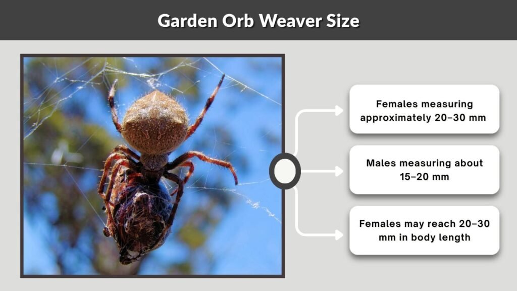 Garden Orb Weaver Size