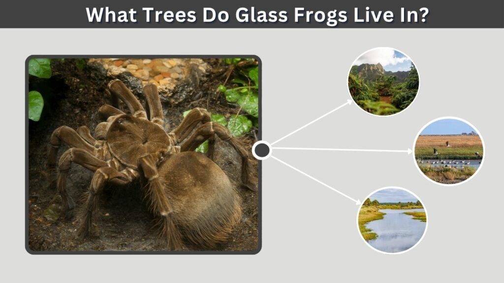 Where Does the Goliath Bird-Eating Tarantula Live?