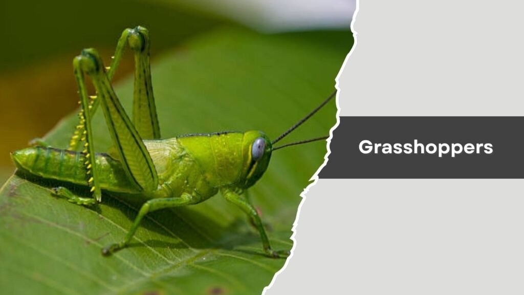 Grasshoppers