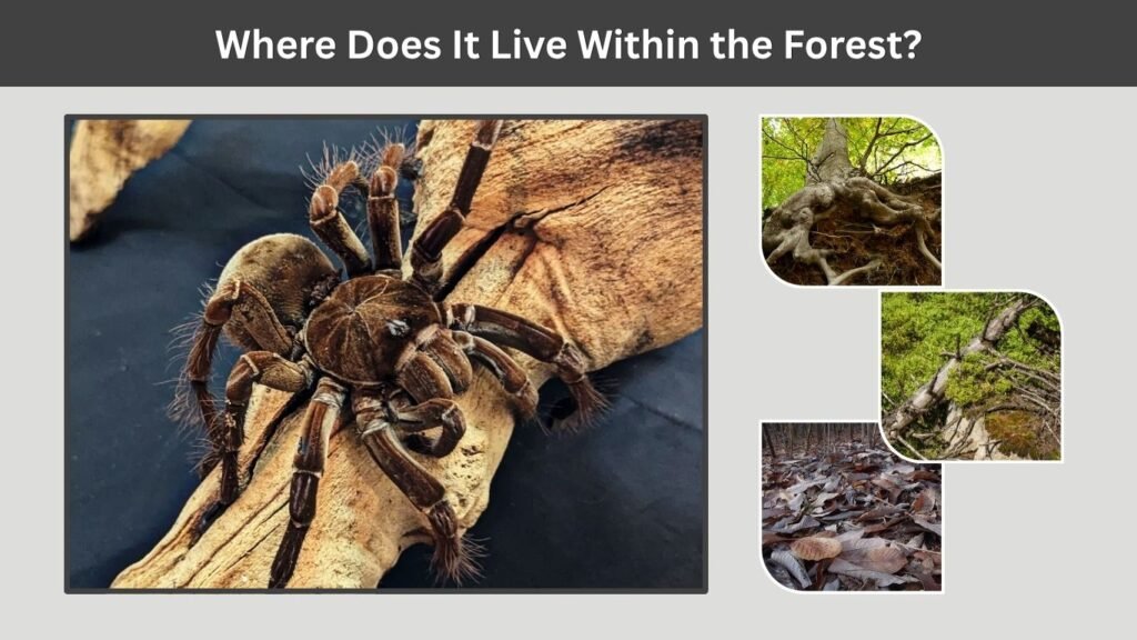 Where Does It Live Within the Forest?