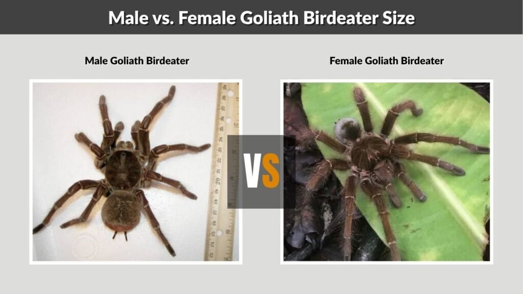 Male vs. Female Goliath Birdeater Size