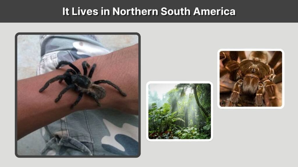 It Lives in Northern South America