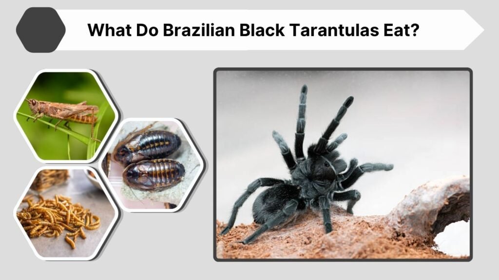 What Do Brazilian Black Tarantulas Eat?