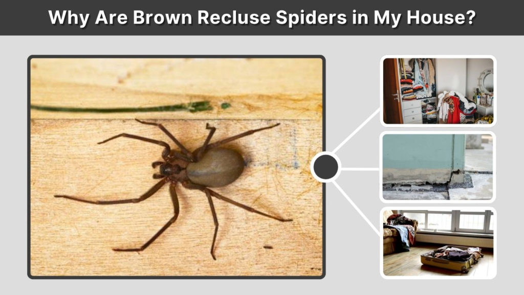 Why Are Brown Recluse Spiders in My House?