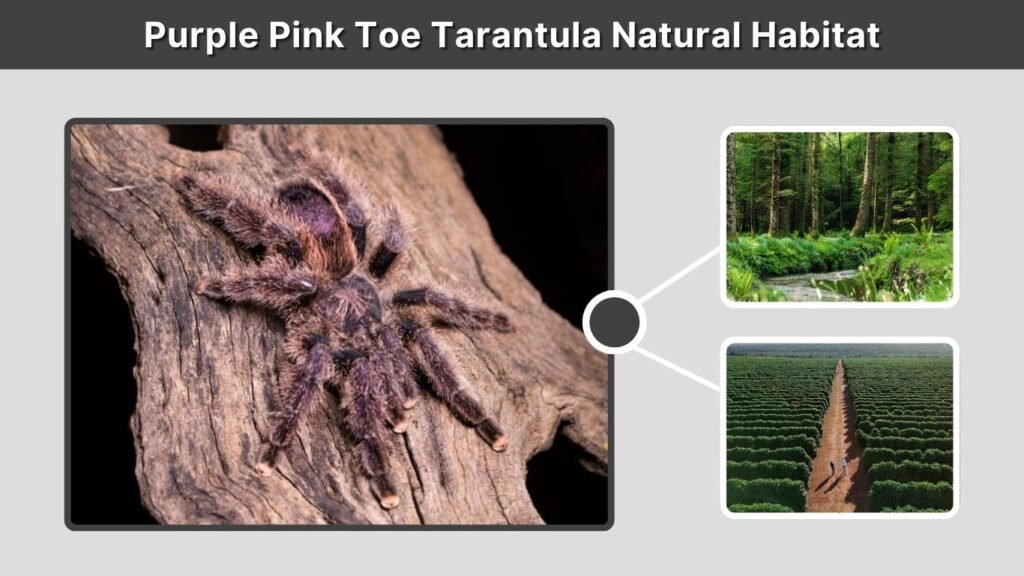 Purple Pink Toe Tarantula Natural Habitat