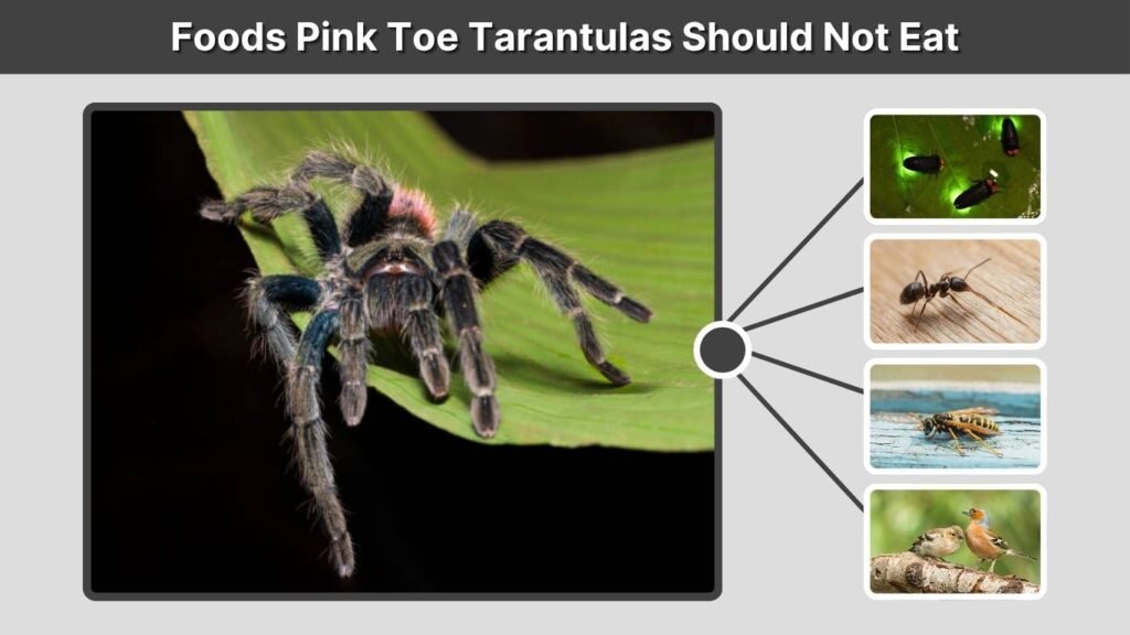 Foods Pink Toe Tarantulas Should Not Eat