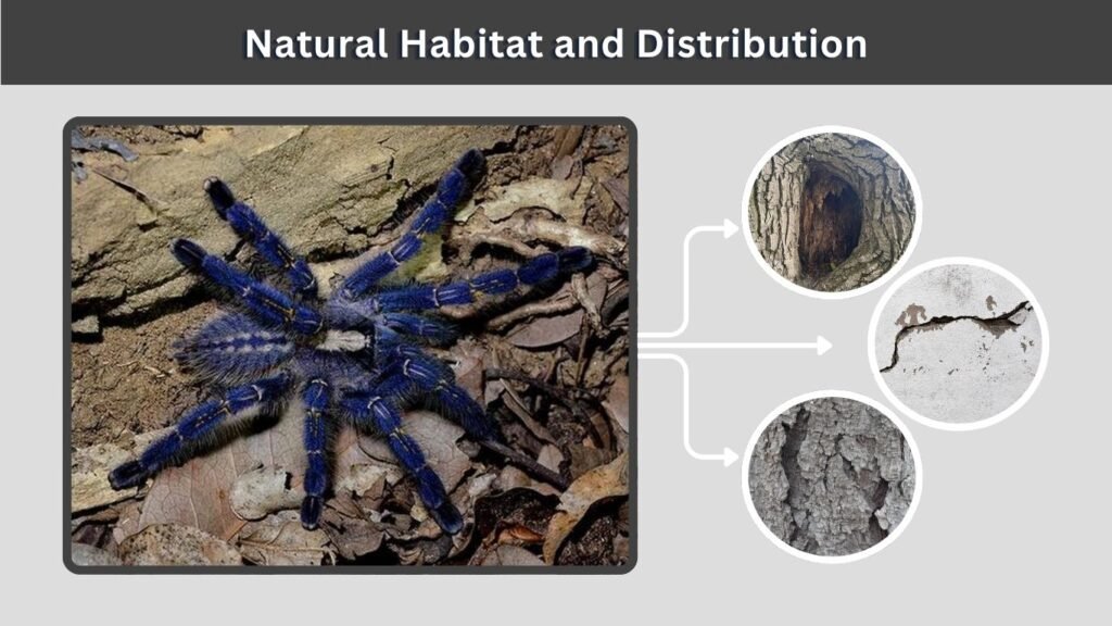 Natural Habitat and Distribution
