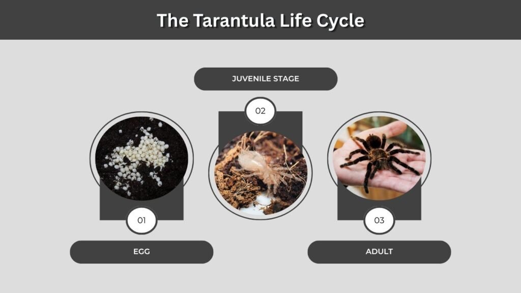 The Tarantula Life Cycle