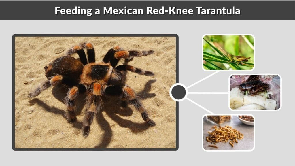 Feeding a Mexican Red-Knee Tarantula