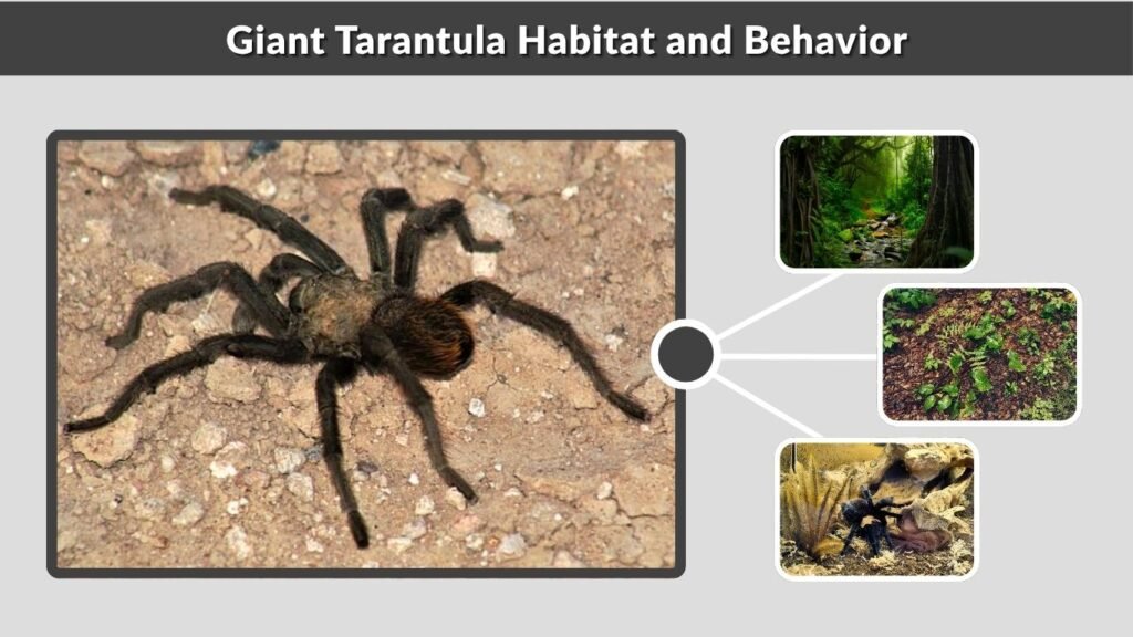 Giant Tarantula Habitat and Behavior
