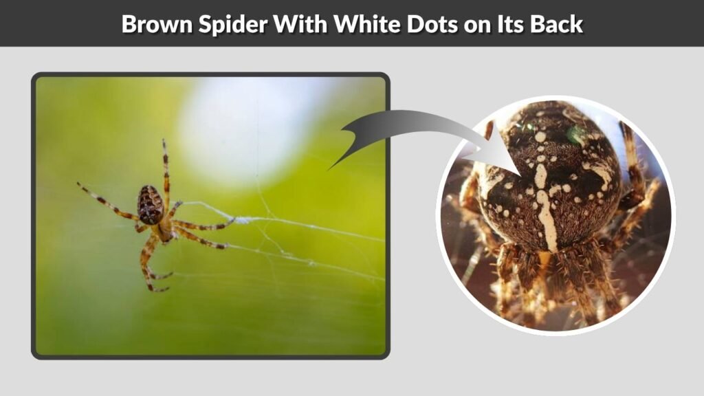 Brown Spider With White Dots on Its Back