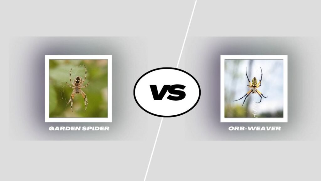 Garden Spider vs. Orb-Weaver