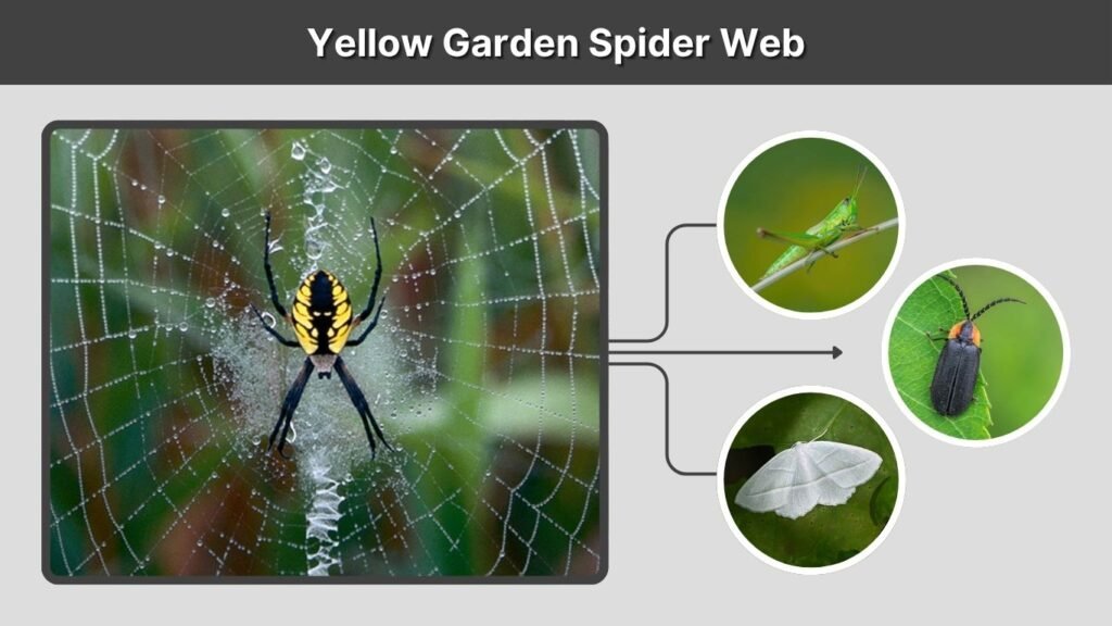 Yellow Garden Spider Web