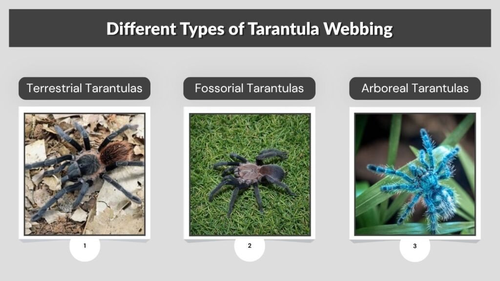Different Types of Tarantula Webbing