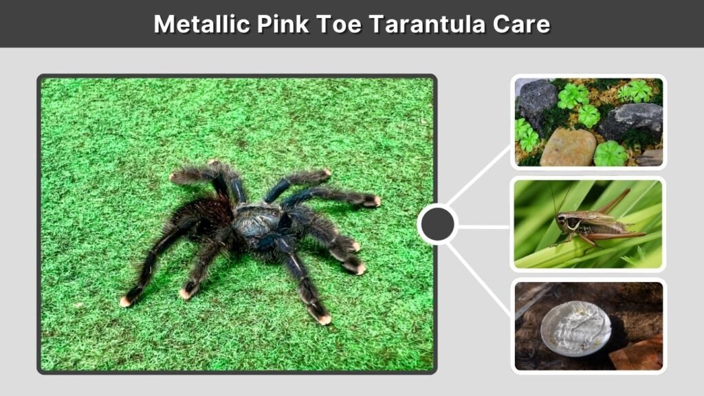 Metallic Pink Toe Tarantula Care