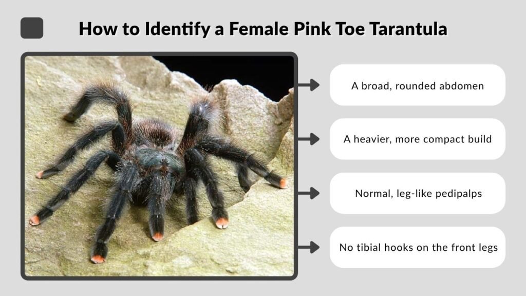 How to Identify a Female Pink Toe Tarantula