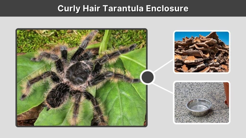 Curly Hair Tarantula Enclosure