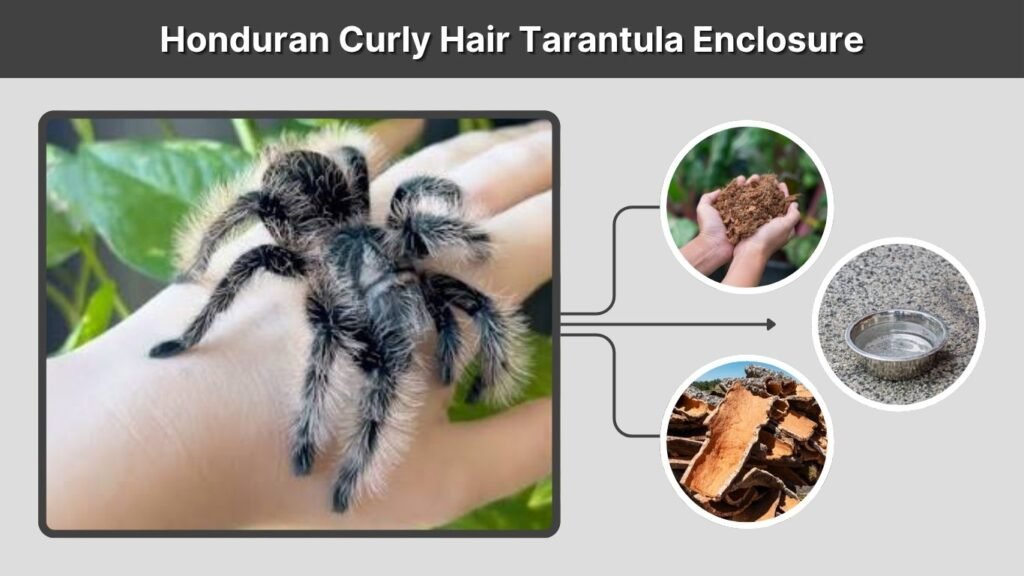Honduran Curly Hair Tarantula Enclosure