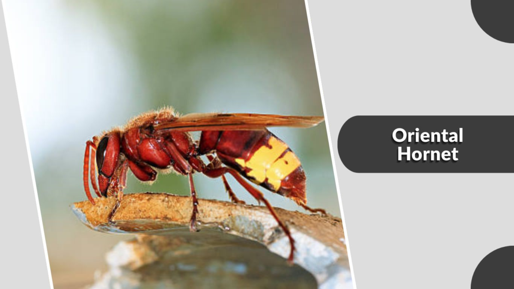 Oriental Hornet