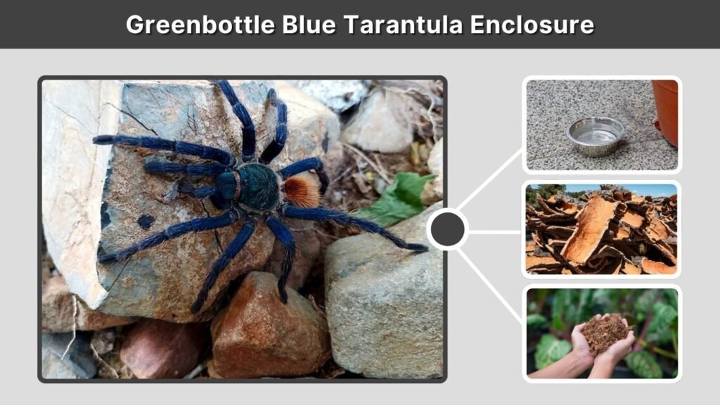 Greenbottle Blue Tarantula Enclosure