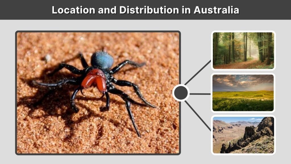 Location and Distribution in Australia