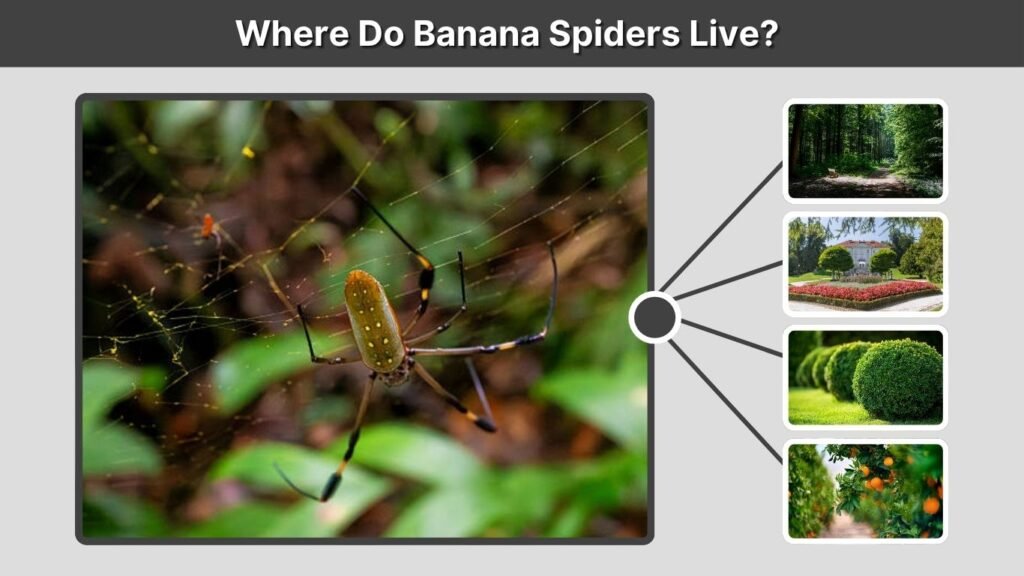 Where Do Banana Spiders Live?