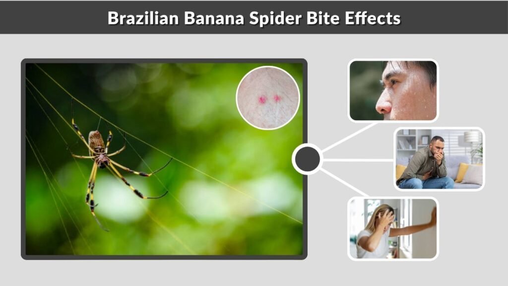 Brazilian Banana Spider Bite Effects