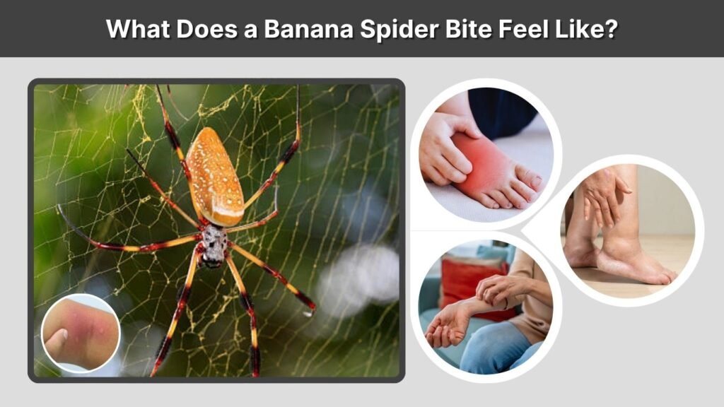 What Does a Banana Spider Bite Feel Like?