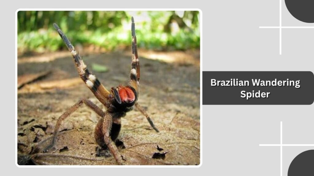 Brazilian Wandering Spider