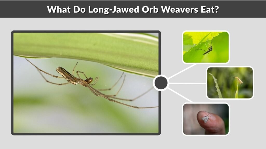 What Do Long-Jawed Orb Weavers Eat?