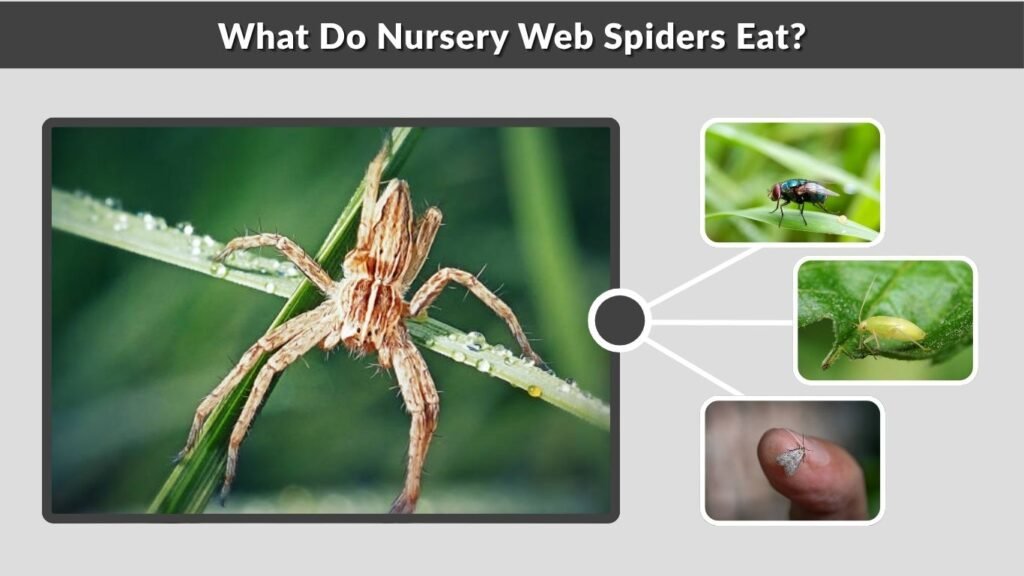What Do Nursery Web Spiders Eat?