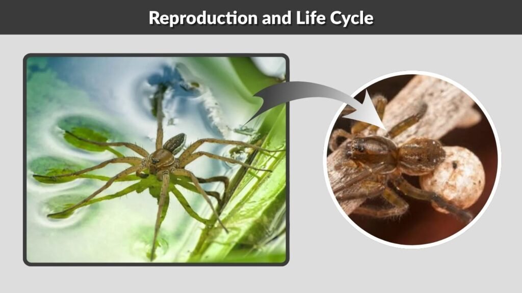 Reproduction and Life Cycle