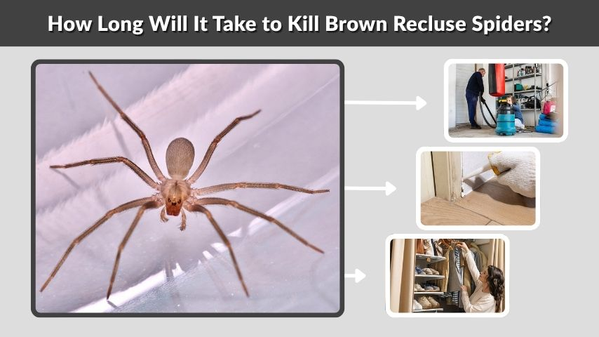 How Long Will It Take to Kill Brown Recluse Spiders?