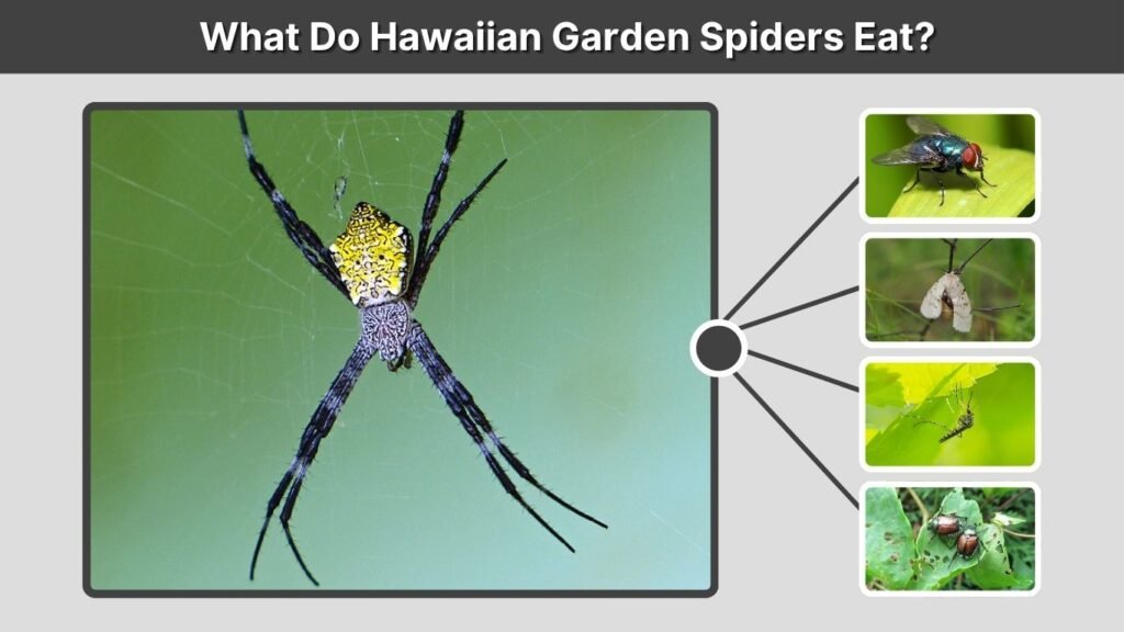 What Do Hawaiian Garden Spiders Eat?