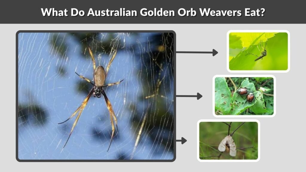 What Do Australian Golden Orb Weavers Eat?