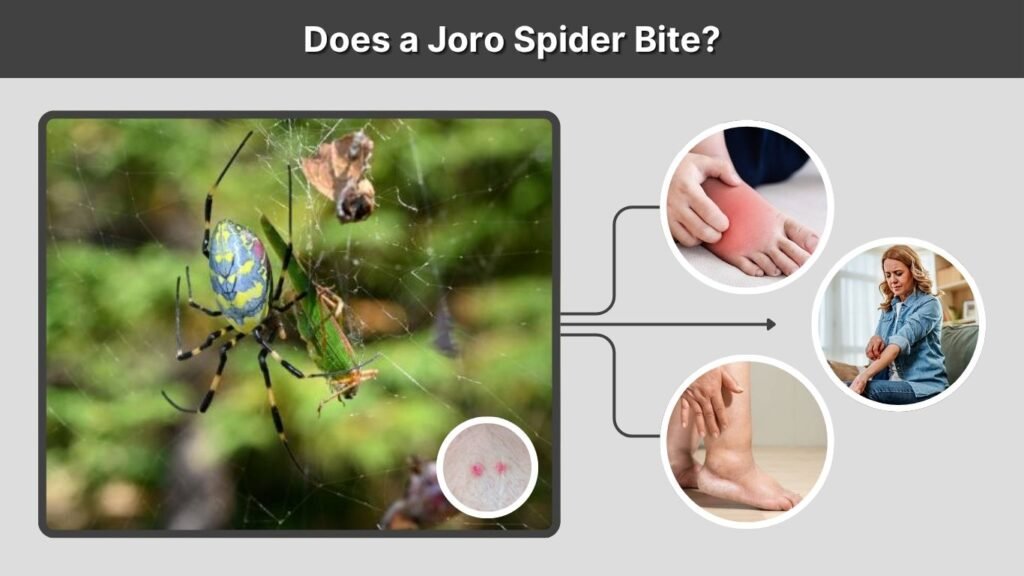 Does a Joro Spider Bite?