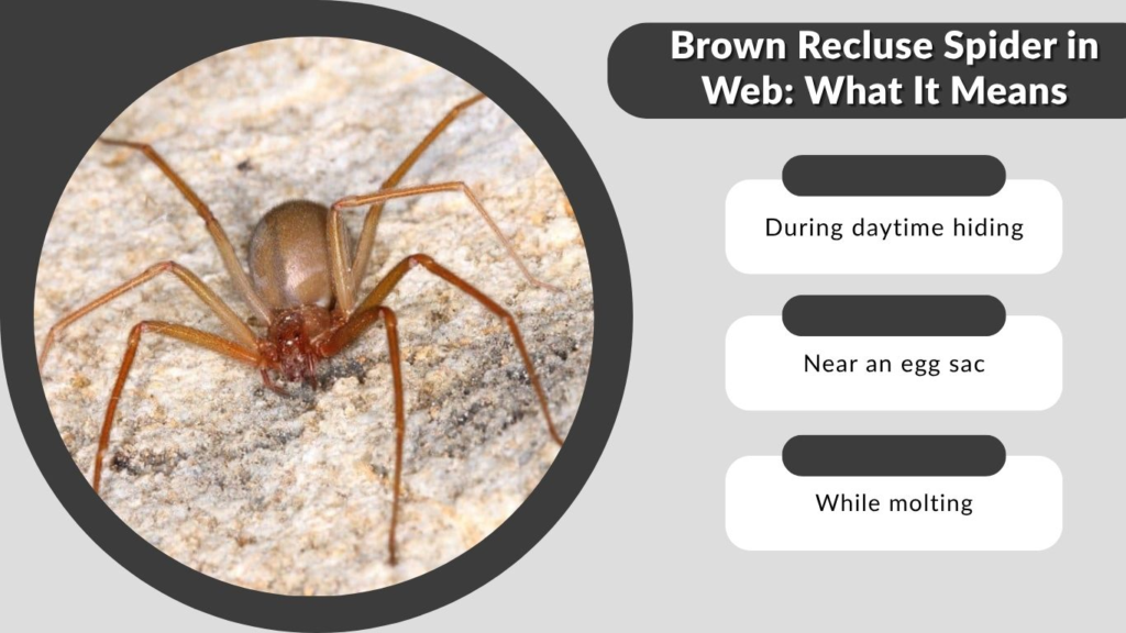 Brown Recluse Spider in Web: What It Means