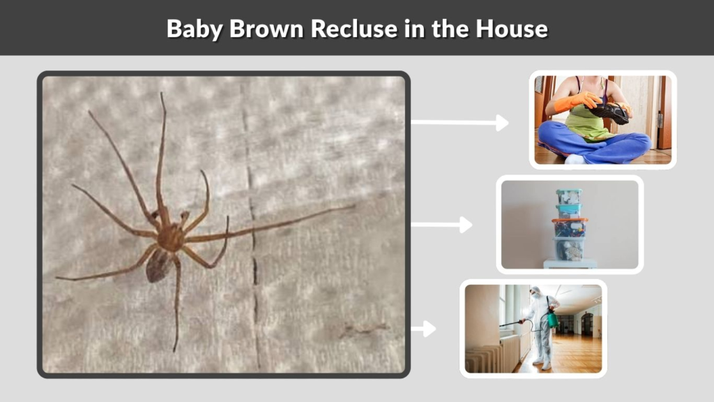 Baby Brown Recluse in the House