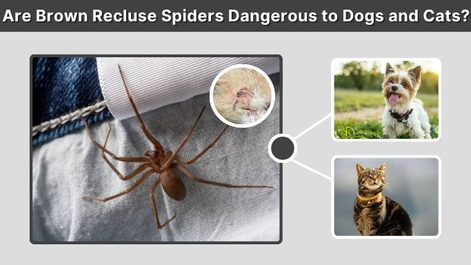 Are Brown Recluse Spiders Dangerous to Dogs and Cats?