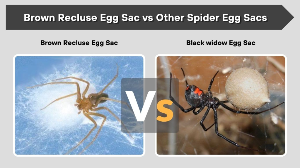 Brown Recluse Egg Sac vs Other Spider Egg Sacs