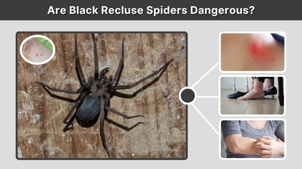 Are Black Recluse Spiders Dangerous?