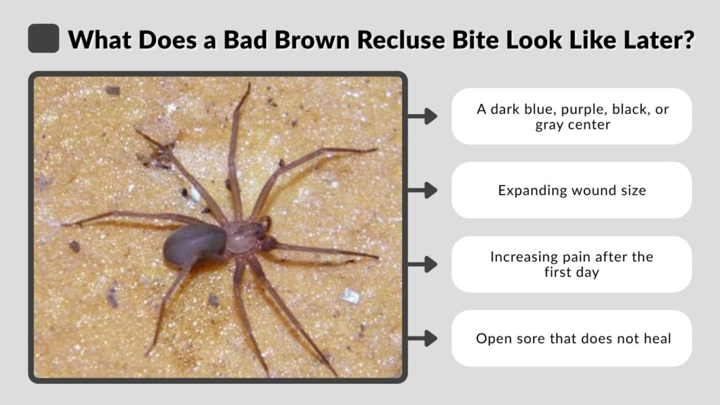 What Does a Bad Brown Recluse Bite Look Like Later?