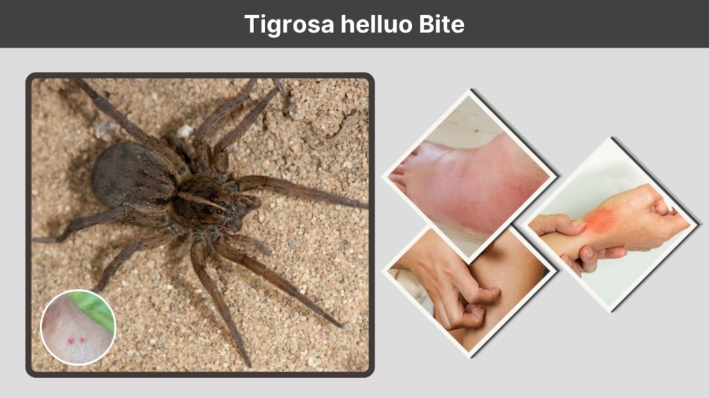 Tigrosa helluo Bite