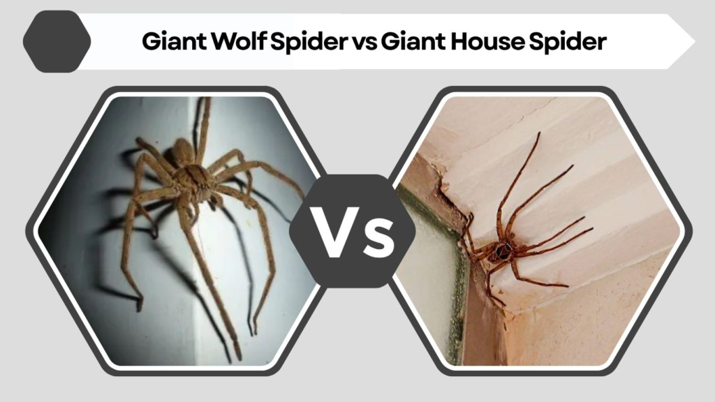 Giant Wolf Spider vs Giant House Spider