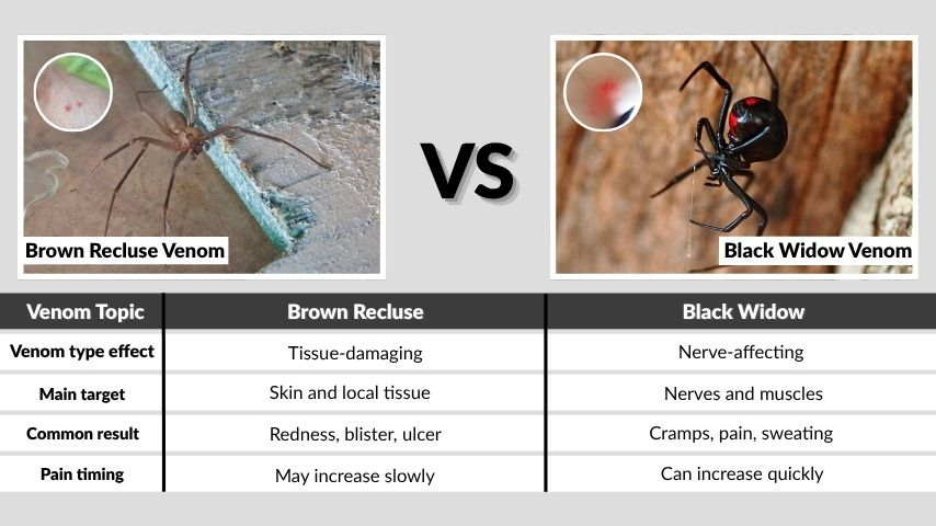 Brown Recluse vs Black Widow Venom