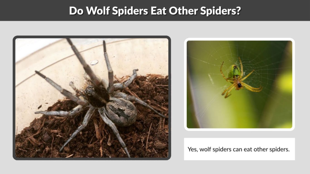 Do Wolf Spiders Eat Other Spiders?
