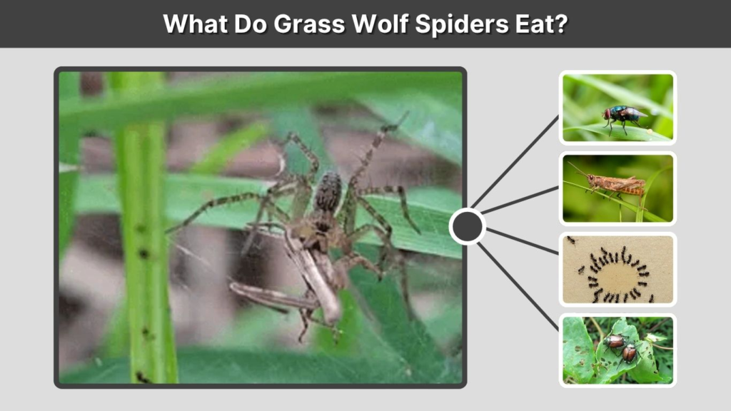 What Do Grass Wolf Spiders Eat?