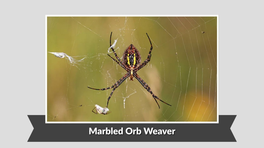 Marbled Orb Weaver
