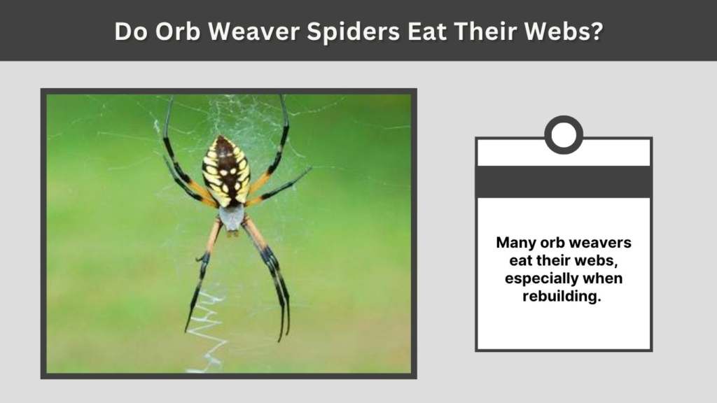 Do Orb Weaver Spiders Eat Their Webs?