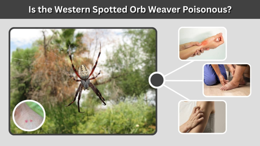 Is the Western Spotted Orb Weaver Poisonous?
